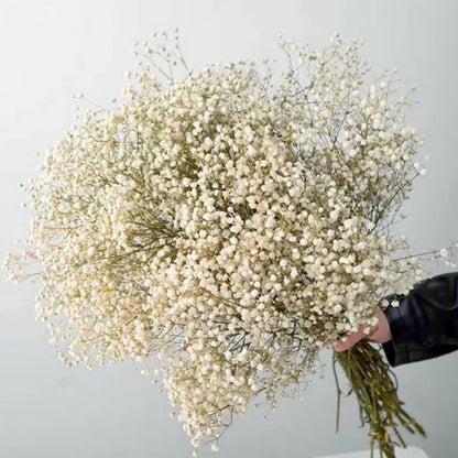 Natural Fresh Baby's Breath Dried Preserved Flowers Gypsophila paniculata Flower bouquets for Wedding Decoration,Valentines gift