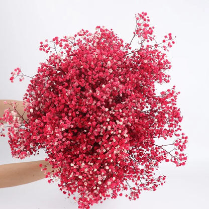 Natural Fresh Baby's Breath Dried Preserved Flowers Gypsophila paniculata Flower bouquets for Wedding Decoration,Valentines gift